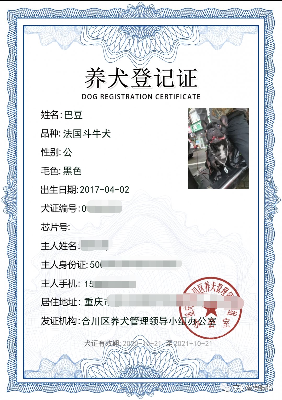辦狗證需要植入芯片嗎_南京辦狗證需要什么_北京養(yǎng)狗需要辦什么證