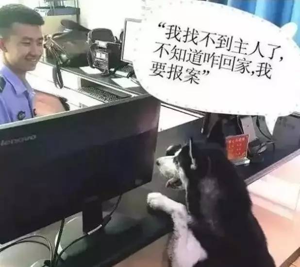 有什么軟件是同城買東西的_養(yǎng)狗用狗籠還是狗鏈狗繩_同城買狗用什么軟件