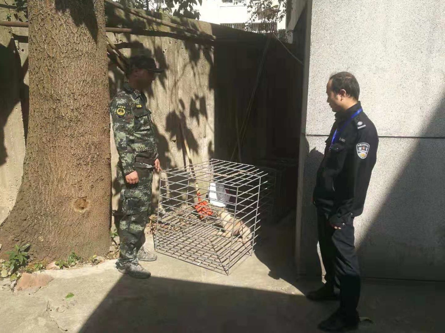有什么軟件是同城買東西的_養(yǎng)狗用狗籠還是狗鏈狗繩_同城買狗用什么軟件