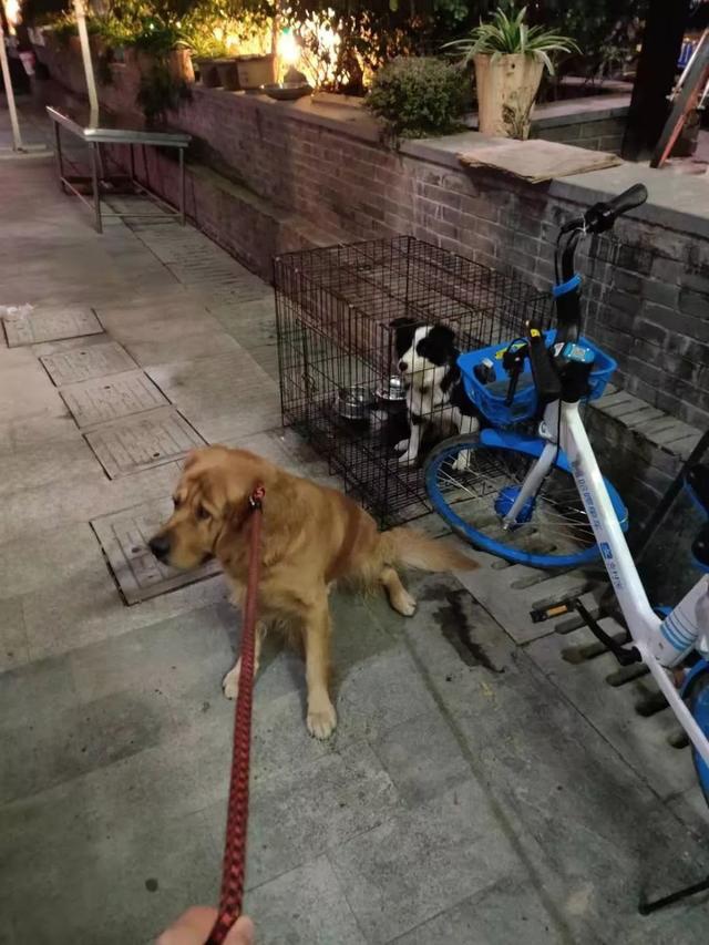 泰迪雜交小鹿狗圖片_鹿狗和泰迪雜交_貴賓和泰迪雜交狗圖片
