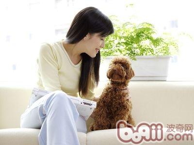 室內(nèi)養(yǎng)狗的好處及注意事項