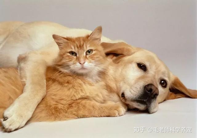 什么屬相不能養(yǎng)狗_狗和貓能一起養(yǎng)破財嗎_屬相狗與什么屬相相沖