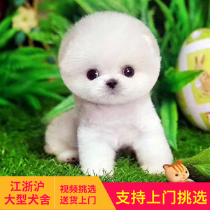 寵物店買(mǎi)寵物嗎_寵物店買(mǎi)狗協(xié)議書(shū)_買(mǎi)狗在寵物店買(mǎi)好嗎