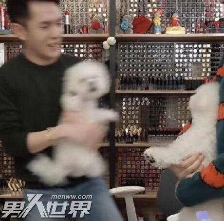 李佳琦的狗狗是什么品種狗