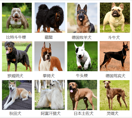 畢竟3比0 狗上狗也行_世界上最大的品種狗_什么品種狗水門大