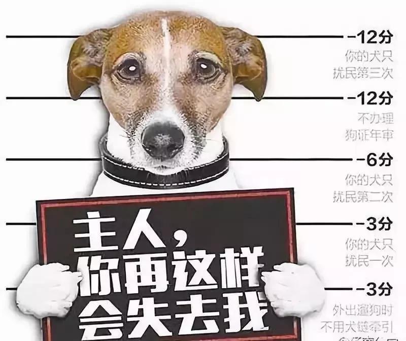 串串狗多少錢一只,如何養(yǎng)好串串狗_上班養(yǎng)串串狗好不好養(yǎng)_上海市區(qū)養(yǎng)狗規(guī)定