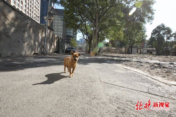 深圳中華田園犬可辦犬證了，這25種仍被列為禁養(yǎng)烈性犬