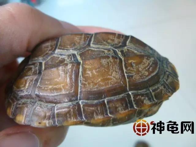 山烏龜怎么養(yǎng)_養(yǎng)烏龜養(yǎng)一只還是一對(duì)_養(yǎng)烏龜可以干養(yǎng)