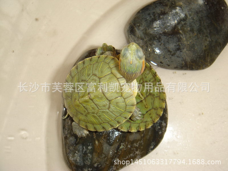 家里養(yǎng)烏龜養(yǎng)幾個好_烏龜白眼病 干養(yǎng)水養(yǎng)_山烏龜怎么養(yǎng)