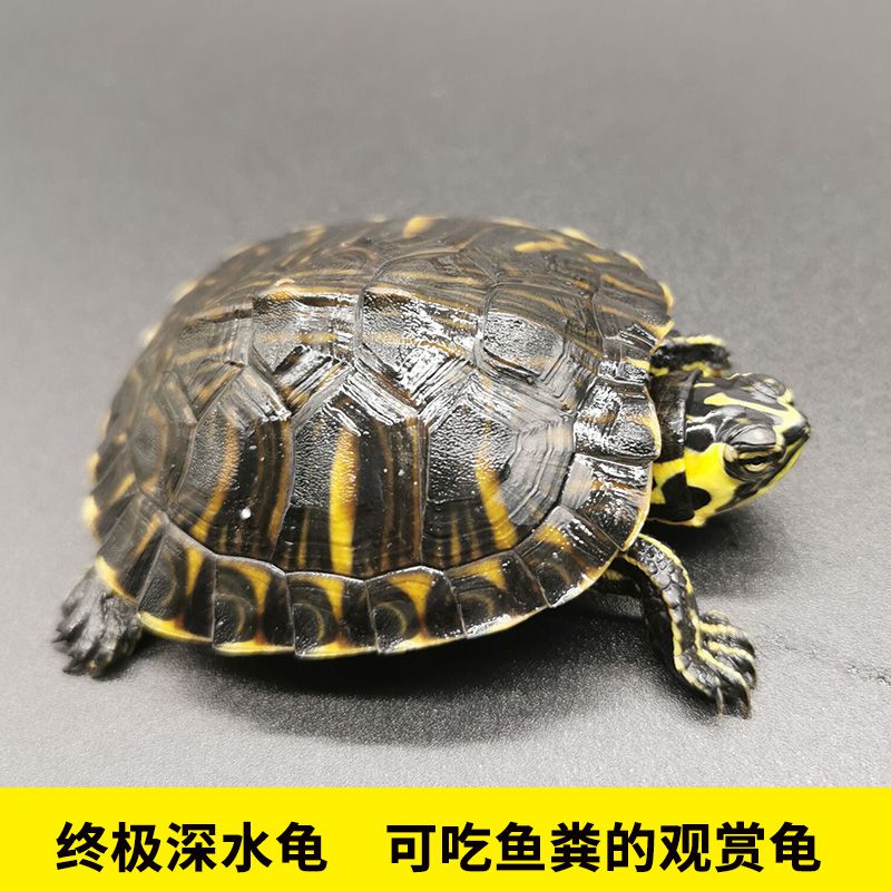 山烏龜怎么養(yǎng)_烏龜白眼病 干養(yǎng)水養(yǎng)_家里養(yǎng)烏龜養(yǎng)幾個好