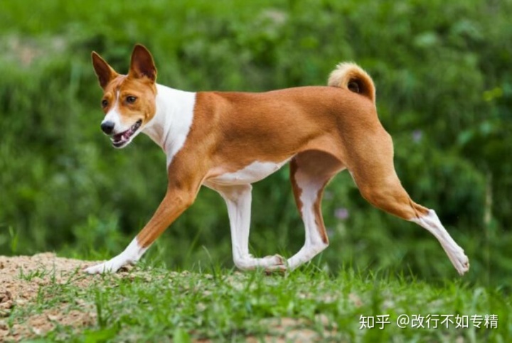 沒尾巴的狗品種和名字_品種狗 尾巴_細(xì)狗品種有哪些品種圖片