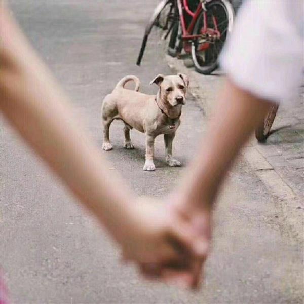 單身養(yǎng)什么狗_單身男養(yǎng)狗_我是單身狗,但我不單身