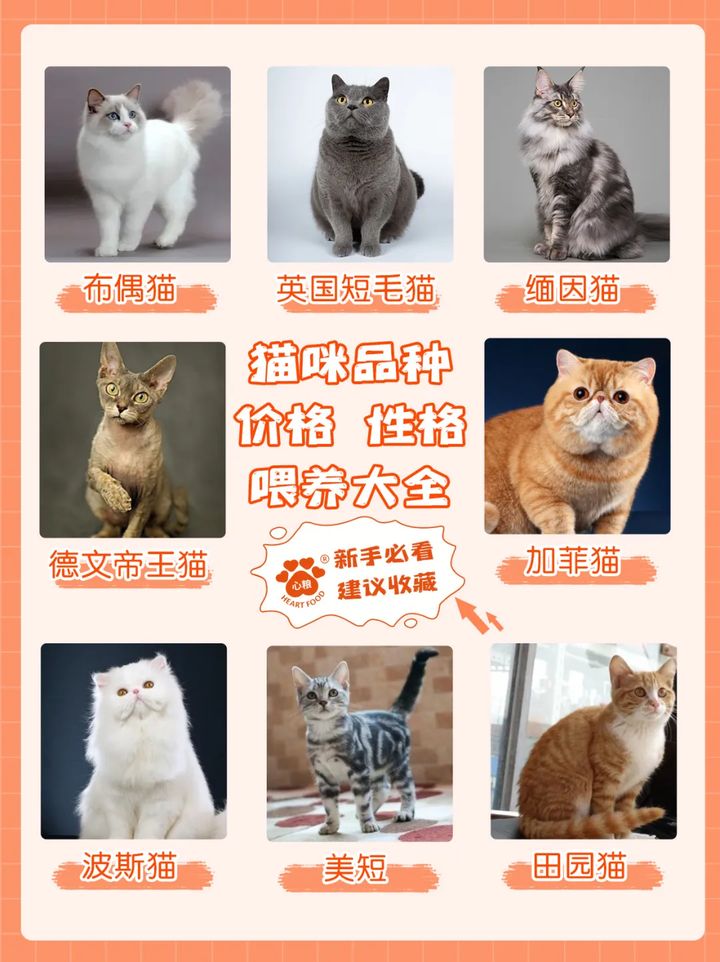 暗柯南之修羅明月 txt全集下載 百度云 網(wǎng)盤(pán)_云貓網(wǎng)盤(pán)下載_守護(hù)貓娘緋鞠網(wǎng)盤(pán)下載