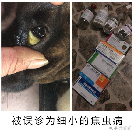 未戴套感染艾滋病機(jī)率_孕婦養(yǎng)狗感染的機(jī)率_家里養(yǎng)泰迪狗容易感染