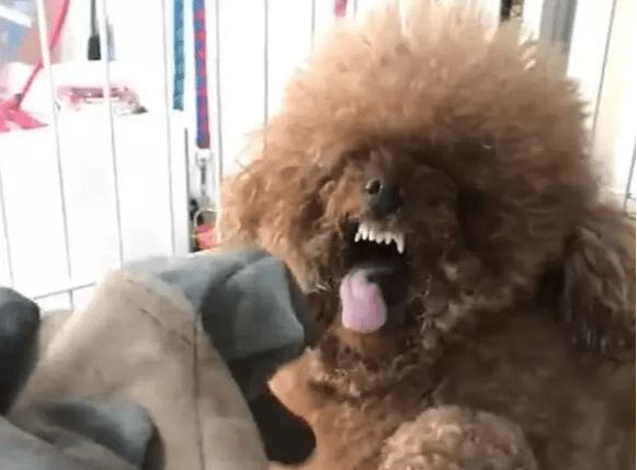 雜交泰迪狗圖片大全_泰迪和杜賓雜交狗圖片_泰迪犬雜交狗圖片