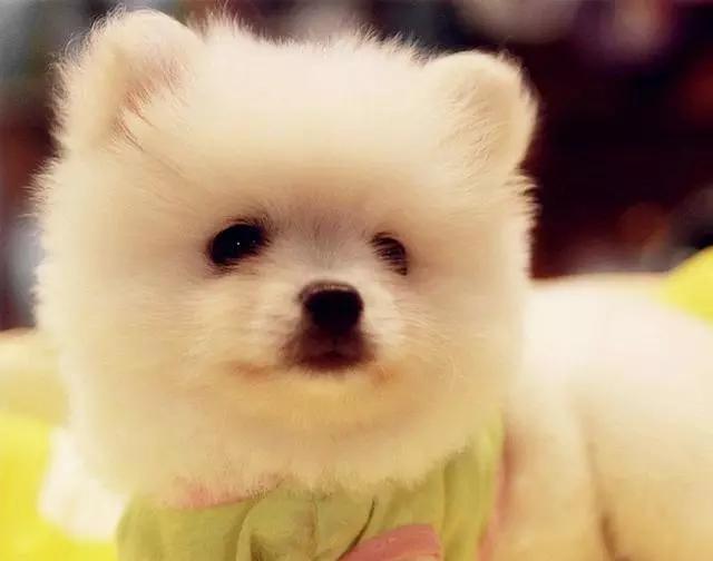 雜交泰迪狗圖片大全_泰迪犬雜交狗圖片_泰迪和杜賓雜交狗圖片
