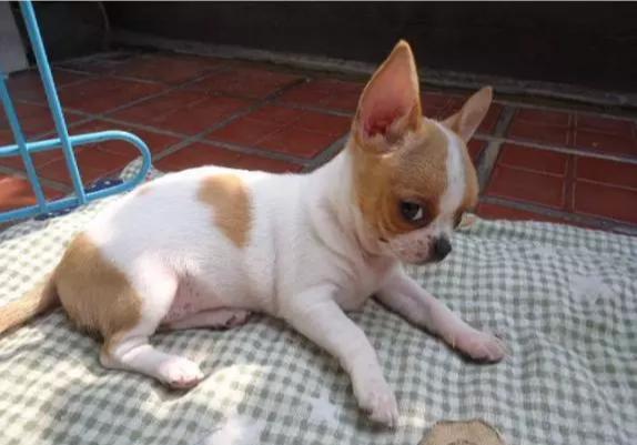 泰迪犬雜交狗圖片_雜交泰迪狗圖片大全_泰迪和杜賓雜交狗圖片