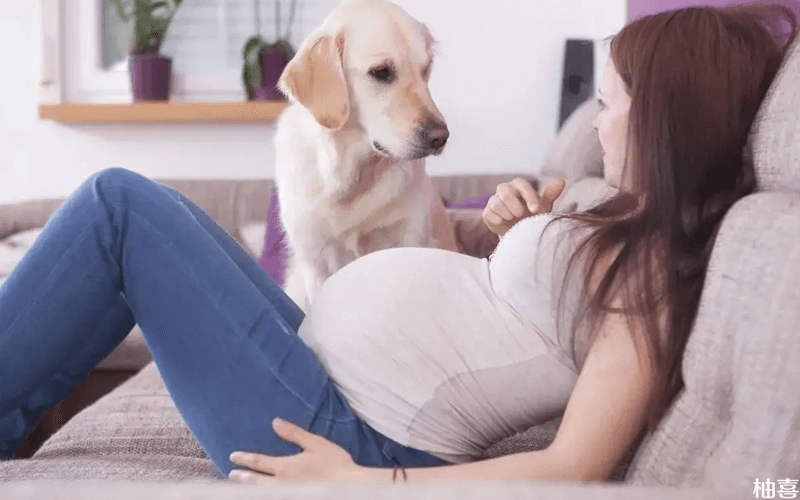 孕婦養(yǎng)狗并不會感染弓形蟲