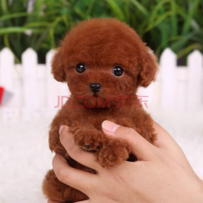 買泰迪狗怎么挑選_泰迪熊狗價(jià)格_泰迪熊狗怎么挑選好品種