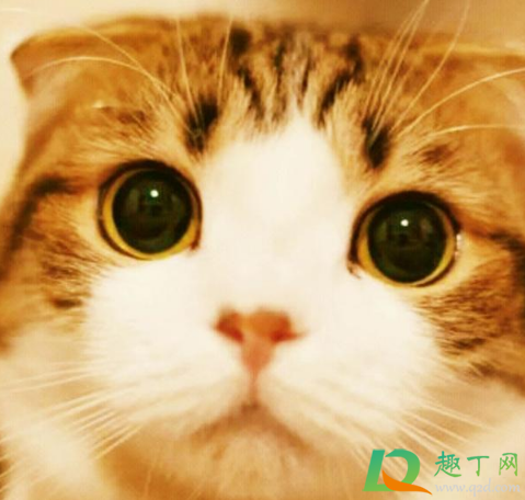 女生一個(gè)人獨(dú)居養(yǎng)什么寵物好 獨(dú)居女孩養(yǎng)貓好還是養(yǎng)狗好