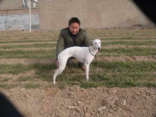 格力犬靈緹犬惠比特犬區(qū)別_惠比特犬 細(xì)犬_細(xì)狗品種惠比特犬