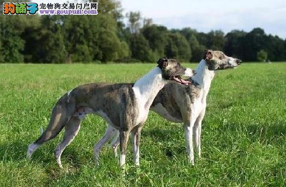 惠比特犬 細(xì)犬_細(xì)狗品種惠比特犬_格力犬靈緹犬惠比特犬區(qū)別