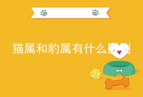 貓屬和豹屬有什么區(qū)別