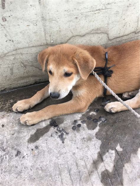 有暹羅狗這種品種嗎_腿短又胖的狗是什么狗_腿短的狗有什么品種