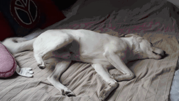 犬常見皮膚病診斷及防治_十種常見鴿病防治_一些常見狗病防治