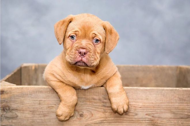 一些常見狗病防治_十種常見鴿病防治_犬常見皮膚病診斷及防治