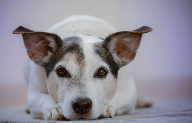 一些常見狗病防治_十種常見鴿病防治_犬常見皮膚病診斷及防治