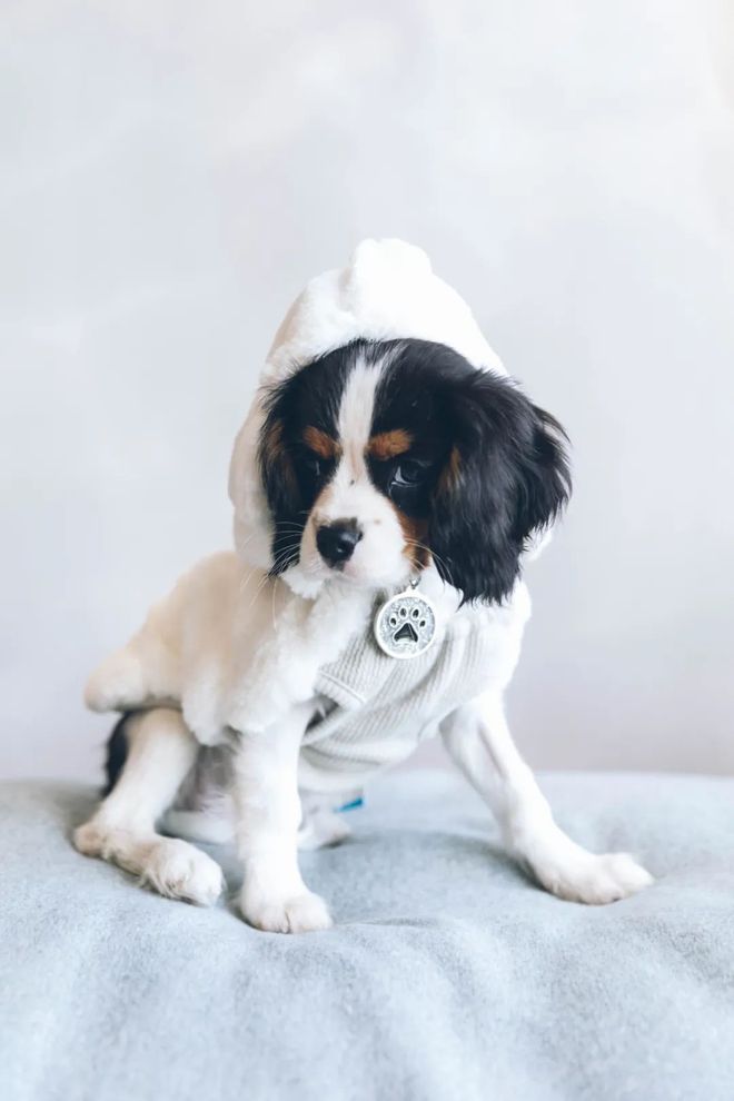 十種常見鴿病防治_一些常見狗病防治_犬常見皮膚病診斷及防治