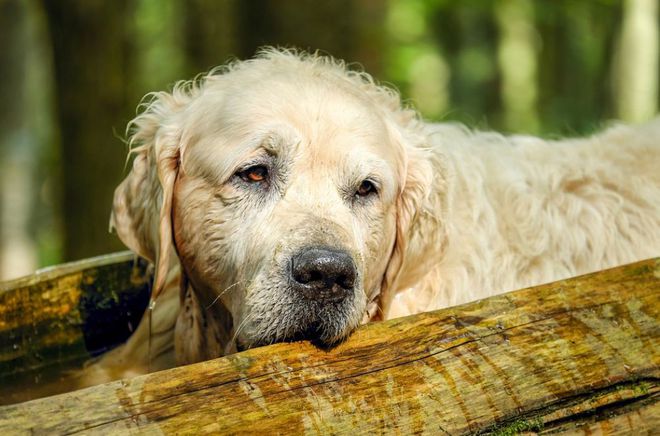 十種常見鴿病防治_犬常見皮膚病診斷及防治_一些常見狗病防治