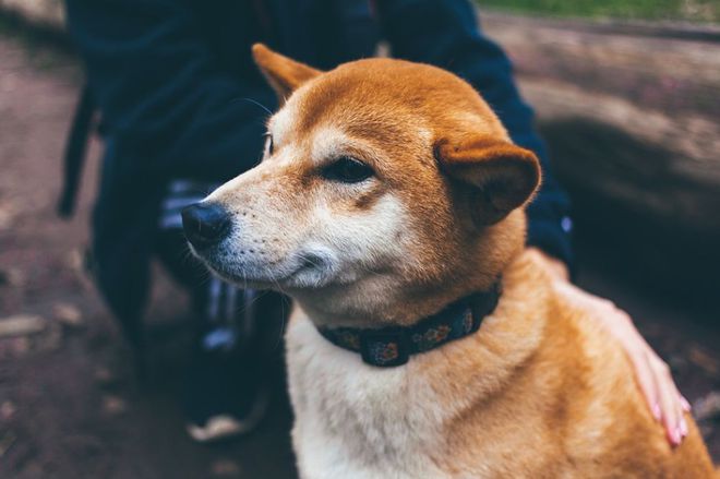 十種常見鴿病防治_一些常見狗病防治_犬常見皮膚病診斷及防治
