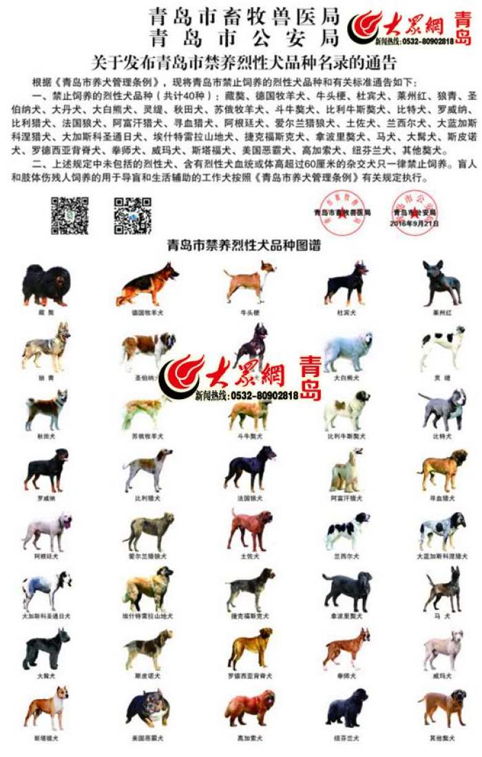 泰迪狗茶杯狗好養(yǎng)嗎_養(yǎng)一只貓一只狗還是養(yǎng)兩只狗_青島市養(yǎng)狗條例