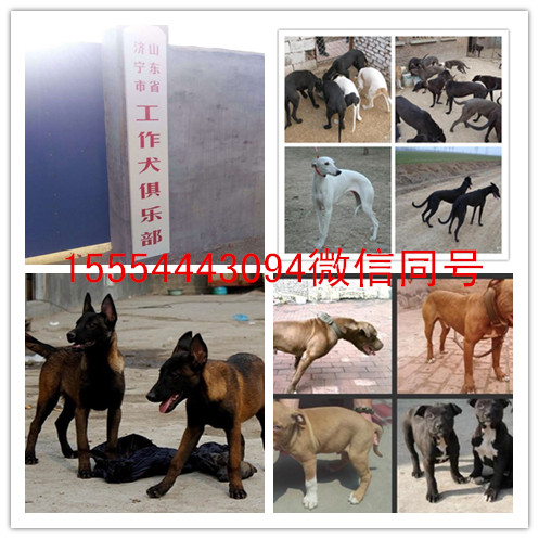 養(yǎng)貂業(yè)_養(yǎng)狗業(yè)_泰迪狗茶杯狗好養(yǎng)嗎