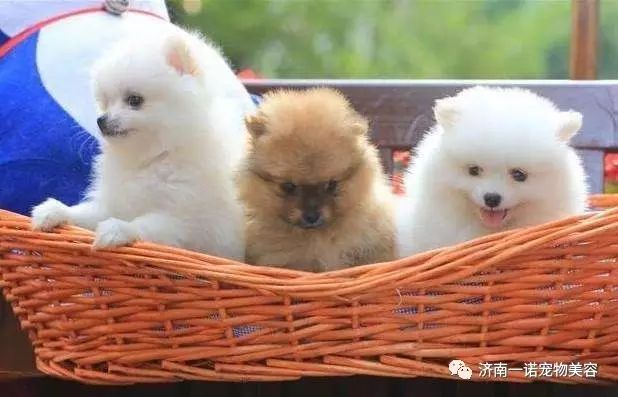 買泰迪狗_在哪買狗_被塵封的故事買外星狗視頻