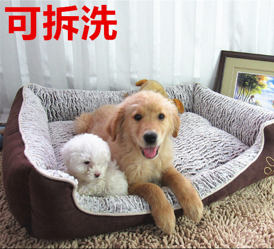 在哪買狗_被塵封的故事買外星狗視頻_買泰迪狗
