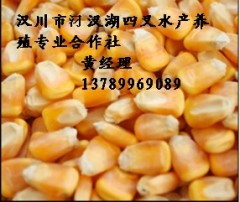 泰迪狗茶杯狗好養(yǎng)嗎_養(yǎng)一只貓一只狗還是養(yǎng)兩只狗_養(yǎng)狗業(yè)