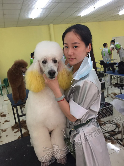寵物美容師