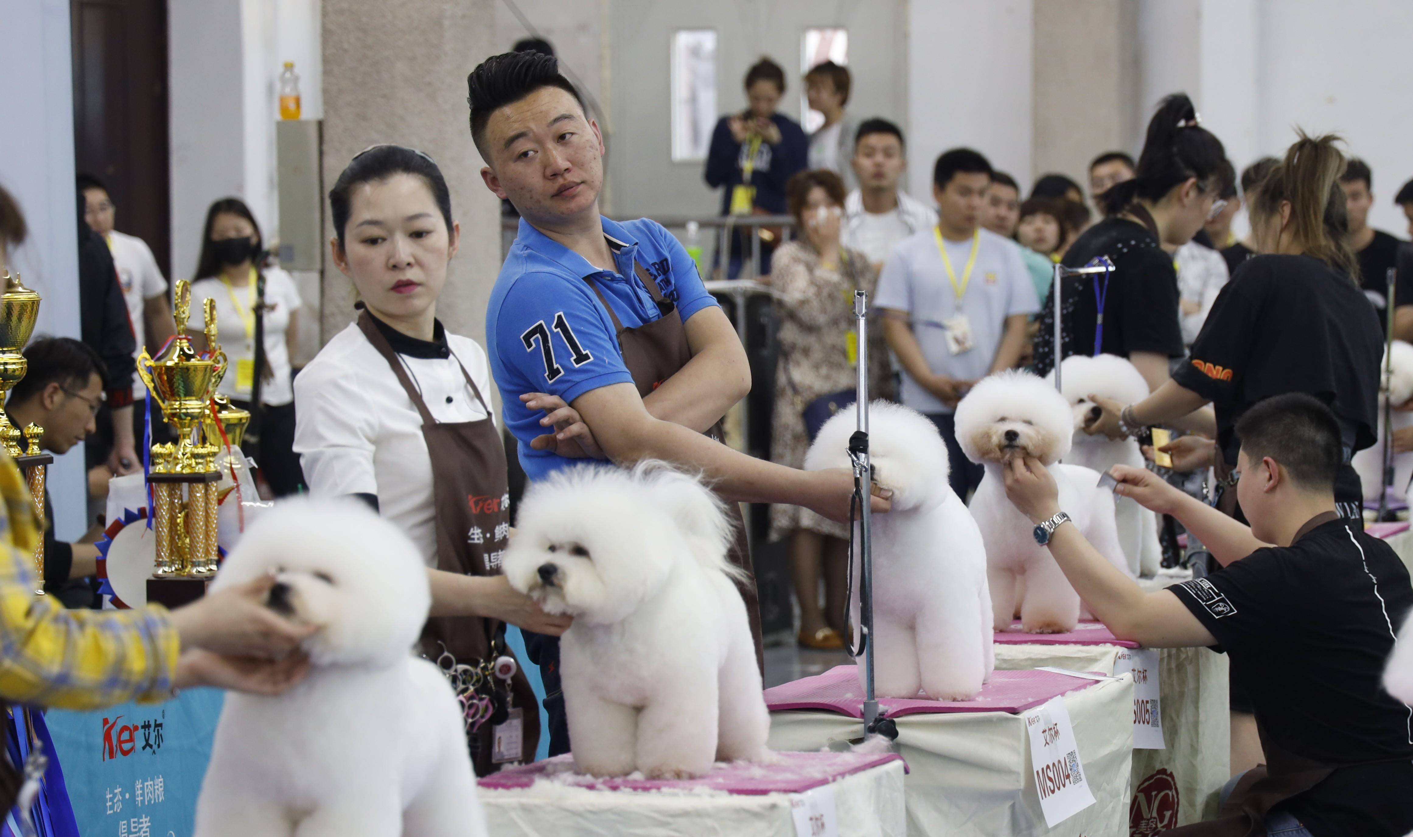 哪里可以學(xué)狗狗美容_學(xué)美容好還是學(xué)美發(fā)好_去哪學(xué)狗狗美容