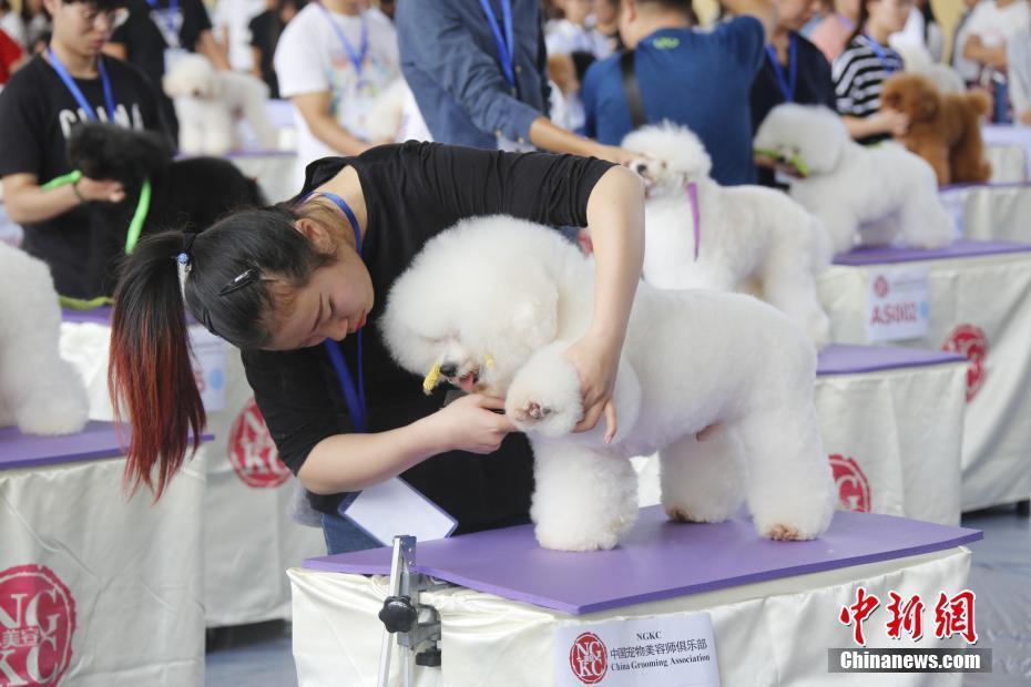 去哪學(xué)狗狗美容_哪里可以學(xué)狗狗美容_學(xué)美容好還是學(xué)美發(fā)好