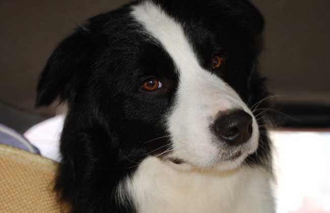 邊境牧羊犬狗狗訓練技巧大全_狗狗訓練19個技巧_泰迪狗狗訓練技巧大全