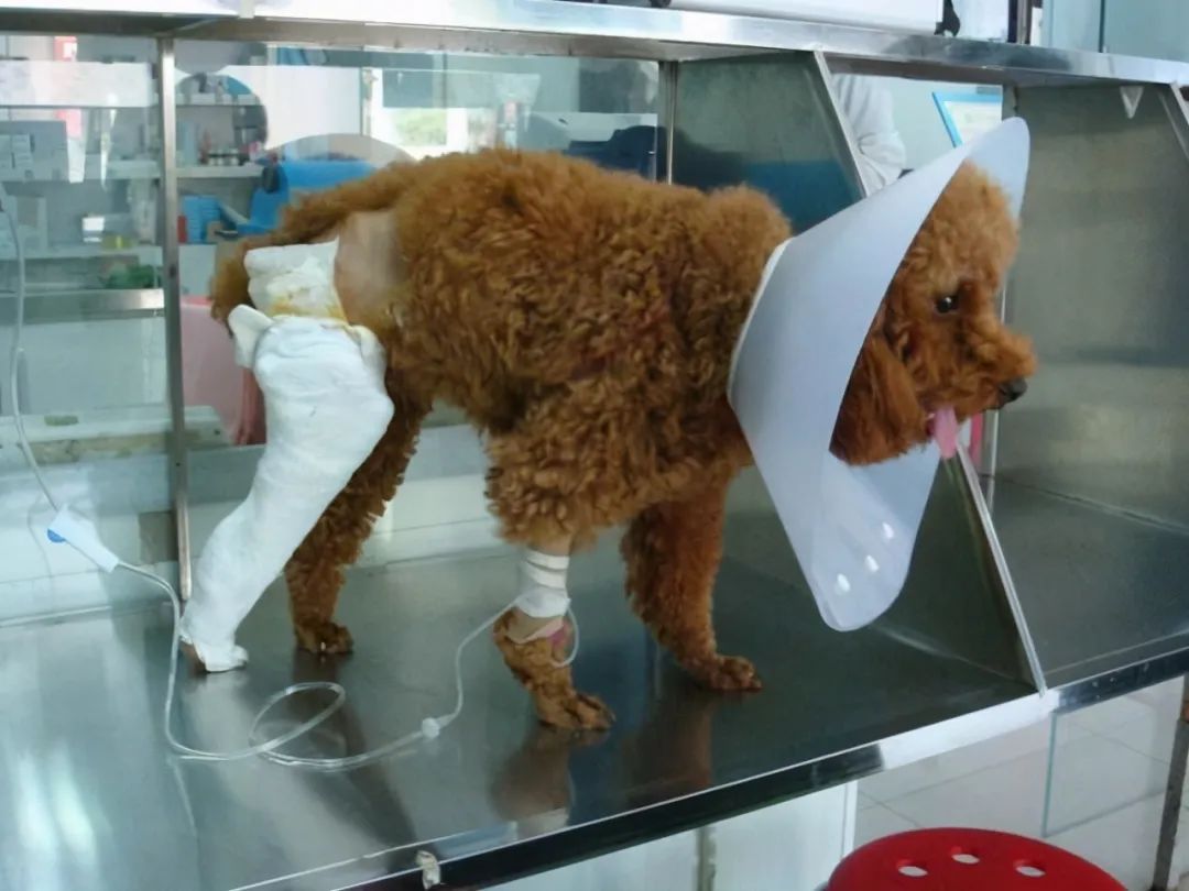 耳朵大腿短的狗狗品種_狗狗狗狗品種大全及圖片_長耳朵狗狗的品種圖片