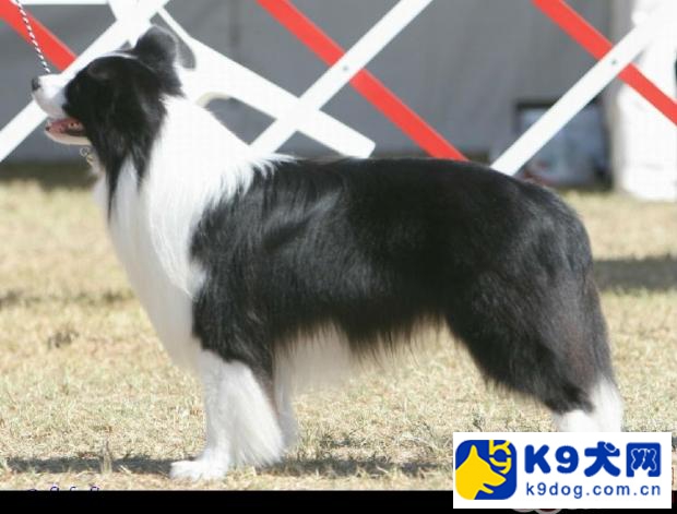 k9大放送——訓練是邊境牧羊犬必須的功課