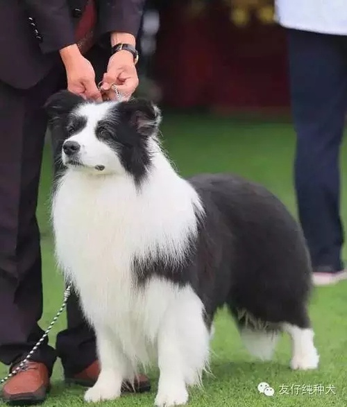 邊境牧羊犬狗狗訓練技巧大全_怎樣訓練狗狗緝毒犬_邊境牧羊犬狗狗訓練技巧大全