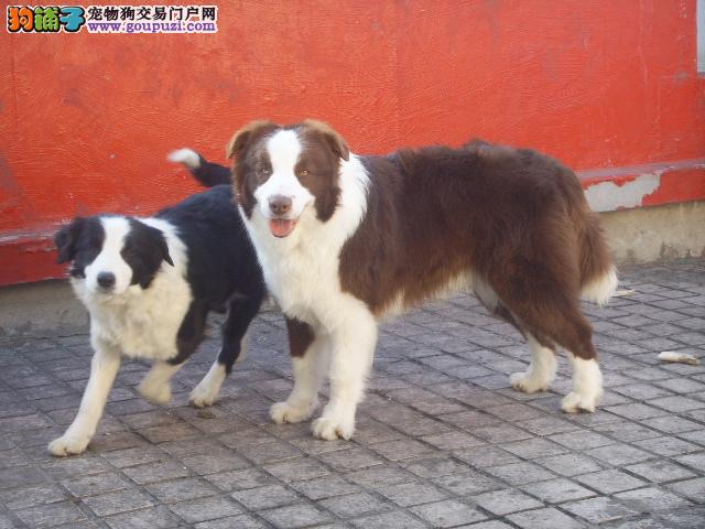 怎樣訓練狗狗緝毒犬_邊境牧羊犬狗狗訓練技巧大全_邊境牧羊犬狗狗訓練技巧大全
