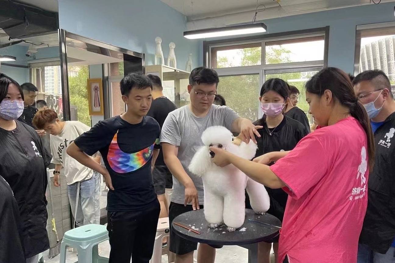 學(xué)狗狗美容要多少錢_哪里可以學(xué)狗狗美容_學(xué)美容什么季節(jié)學(xué)