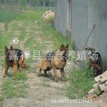 泰迪狗茶杯狗好養(yǎng)嗎_誰養(yǎng)的是天成鴿業(yè)的_養(yǎng)狗業(yè)