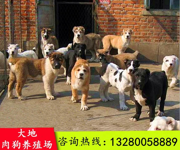 養(yǎng)狗業(yè)_泰迪狗茶杯狗好養(yǎng)嗎_誰養(yǎng)的是天成鴿業(yè)的